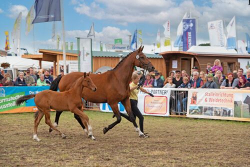 DFM_4367_Fohlen_b