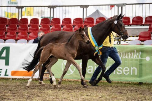 JK_TA-2022-MON-02355_Fohlencup