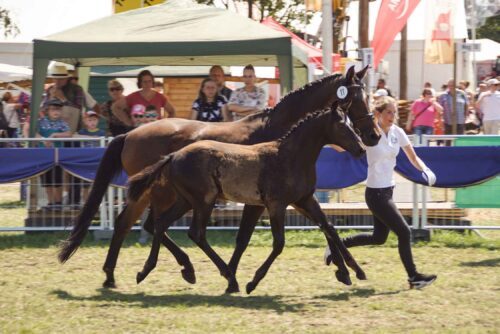 Trakehner-1