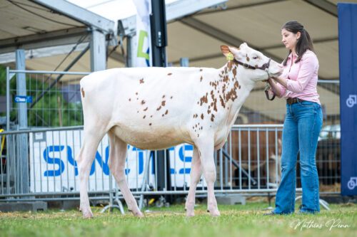 Typvoller Glanz in Tarmstedt – 7. Tarmstedter Typ-Cup