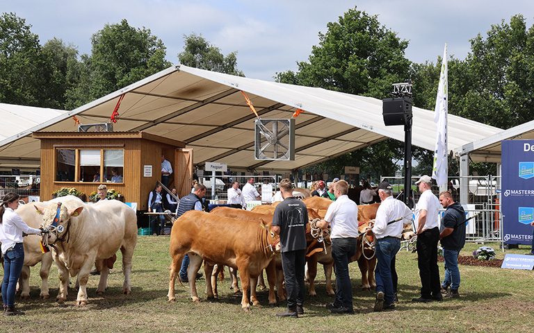 Landesfleischrinderschau auf der Tarmstedter Ausstellung 2026, eines der Highlights am Samstag
